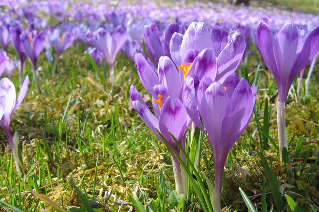 Názov hotela Crocus.
